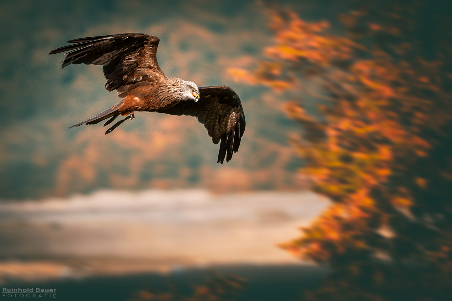 Greifvogel-Bestimmung