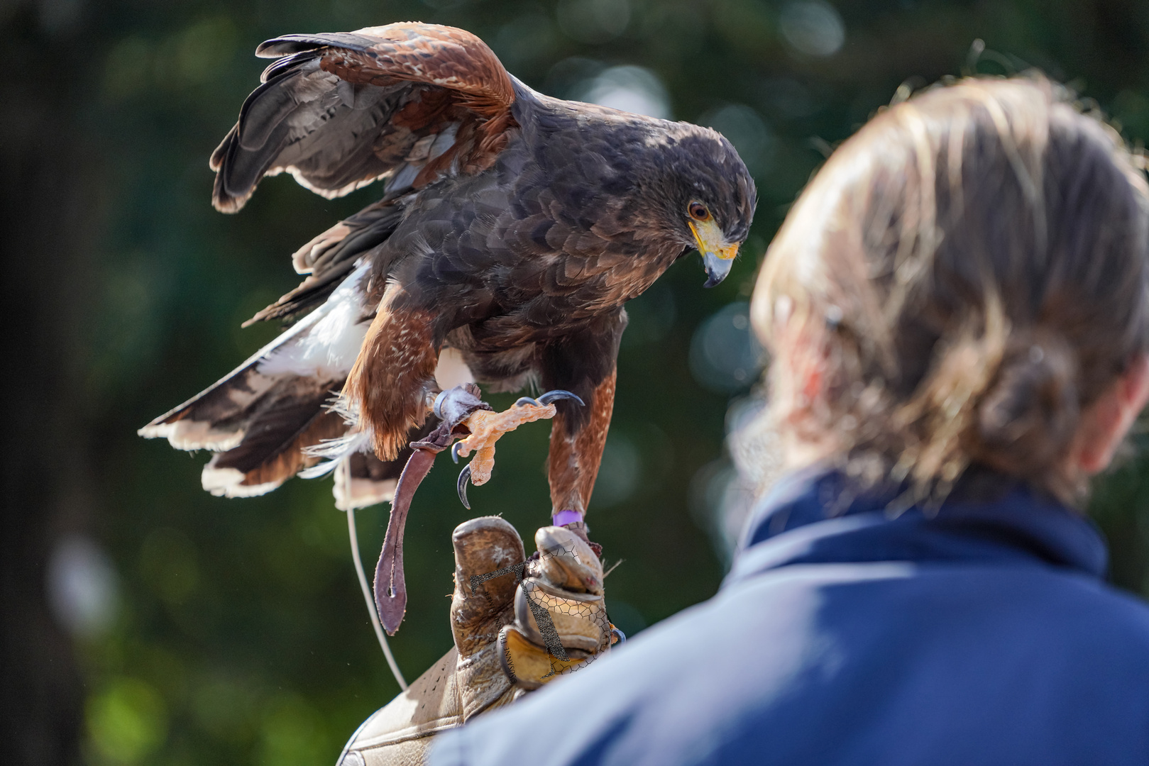 Greifvogel