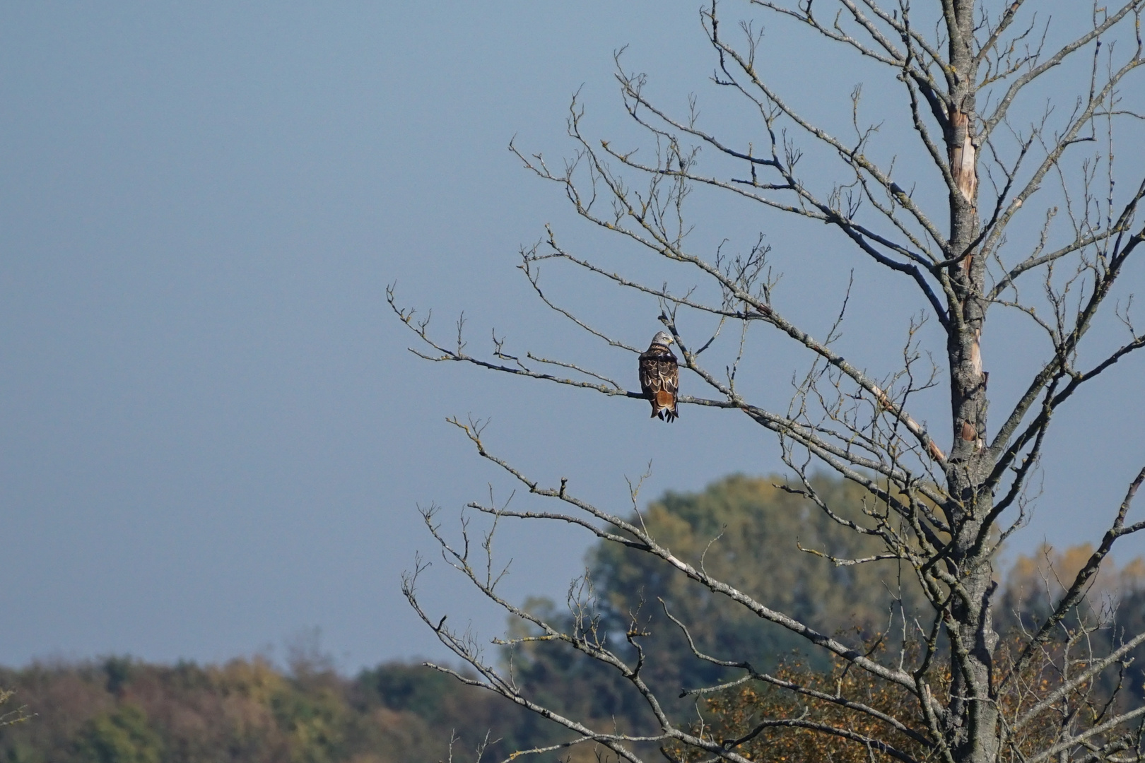 Greifvogel Donau