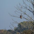 Greifvogel Donau