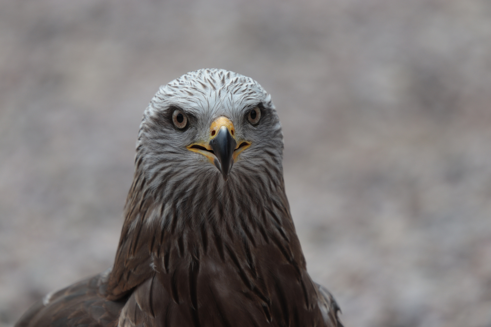 Greifvogel Foto & Bild | tiere, zoo, wildpark & falknerei, vögel Bilder