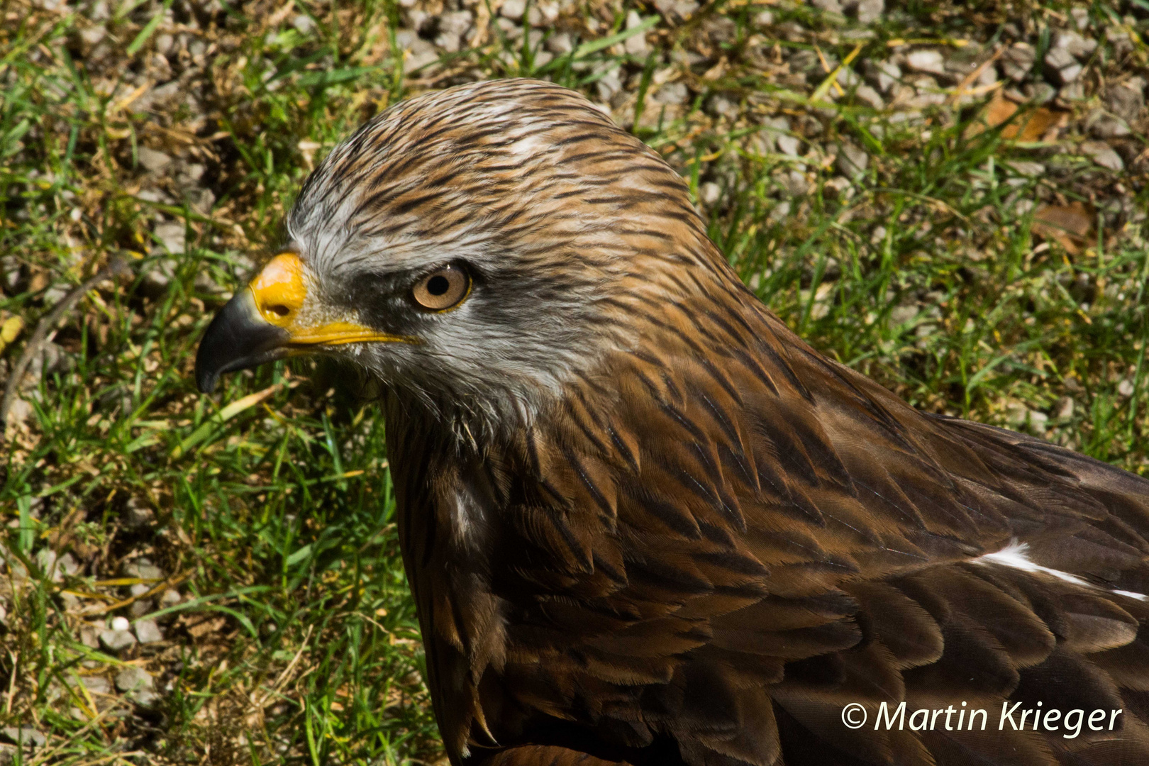 Greifvogel