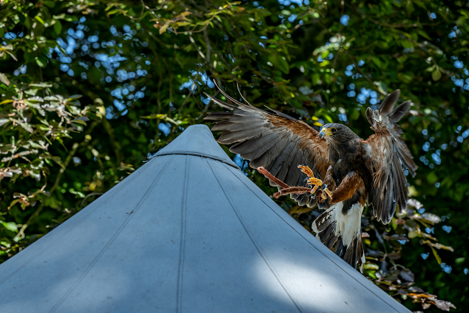 Greifvogel Flachsmarkt Burg Linn