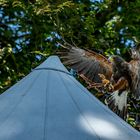 Greifvogel Flachsmarkt Burg Linn