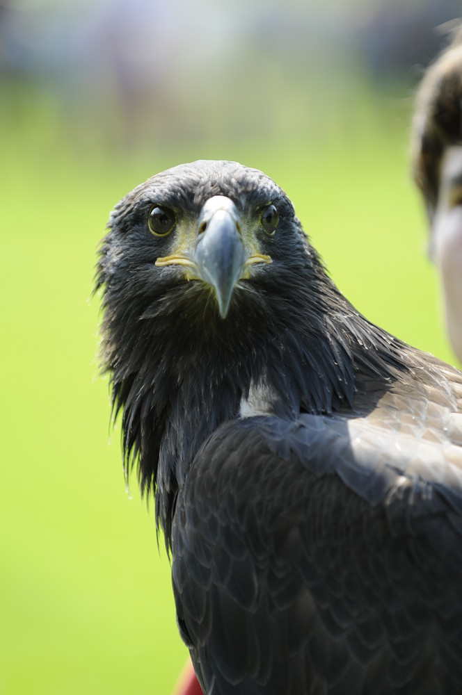 Greifvogel Flug Show in Essen