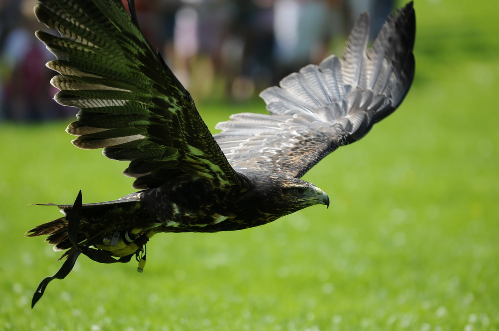 Greifvogel Flug Show in Essen