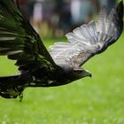 Greifvogel Flug Show in Essen