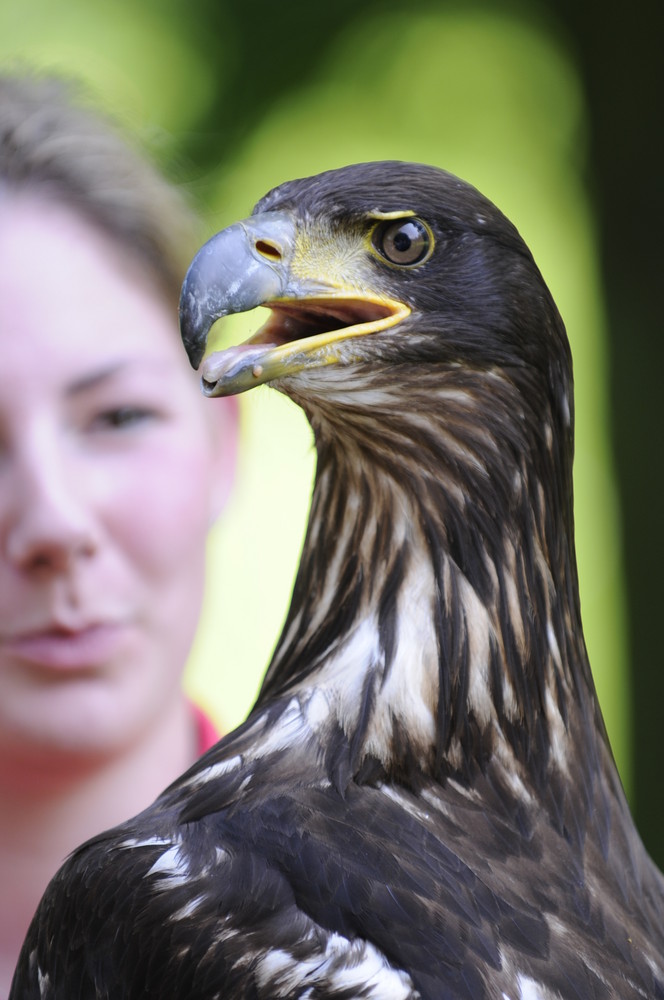 Greifvogel Flug Show in Essen #