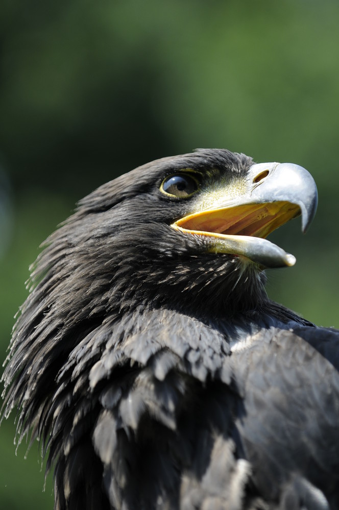 Greifvogel Flug Show in Essen