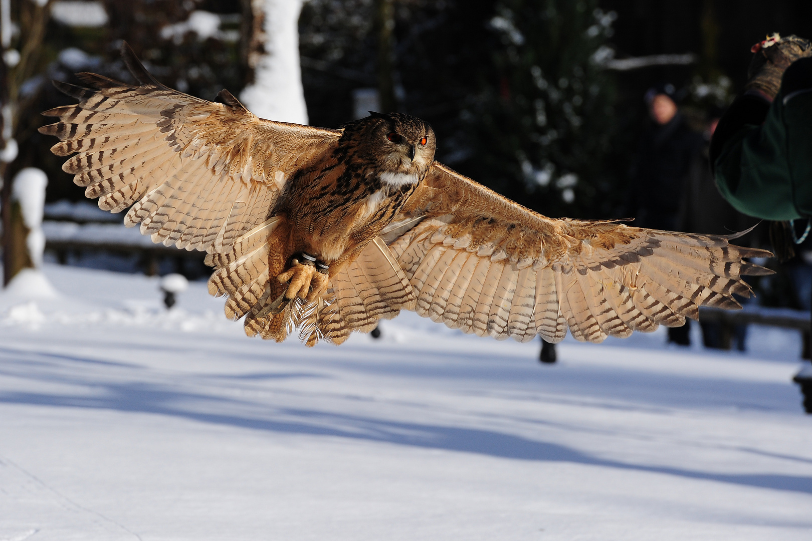 Greifvogel-Flugschau, ( 02 )