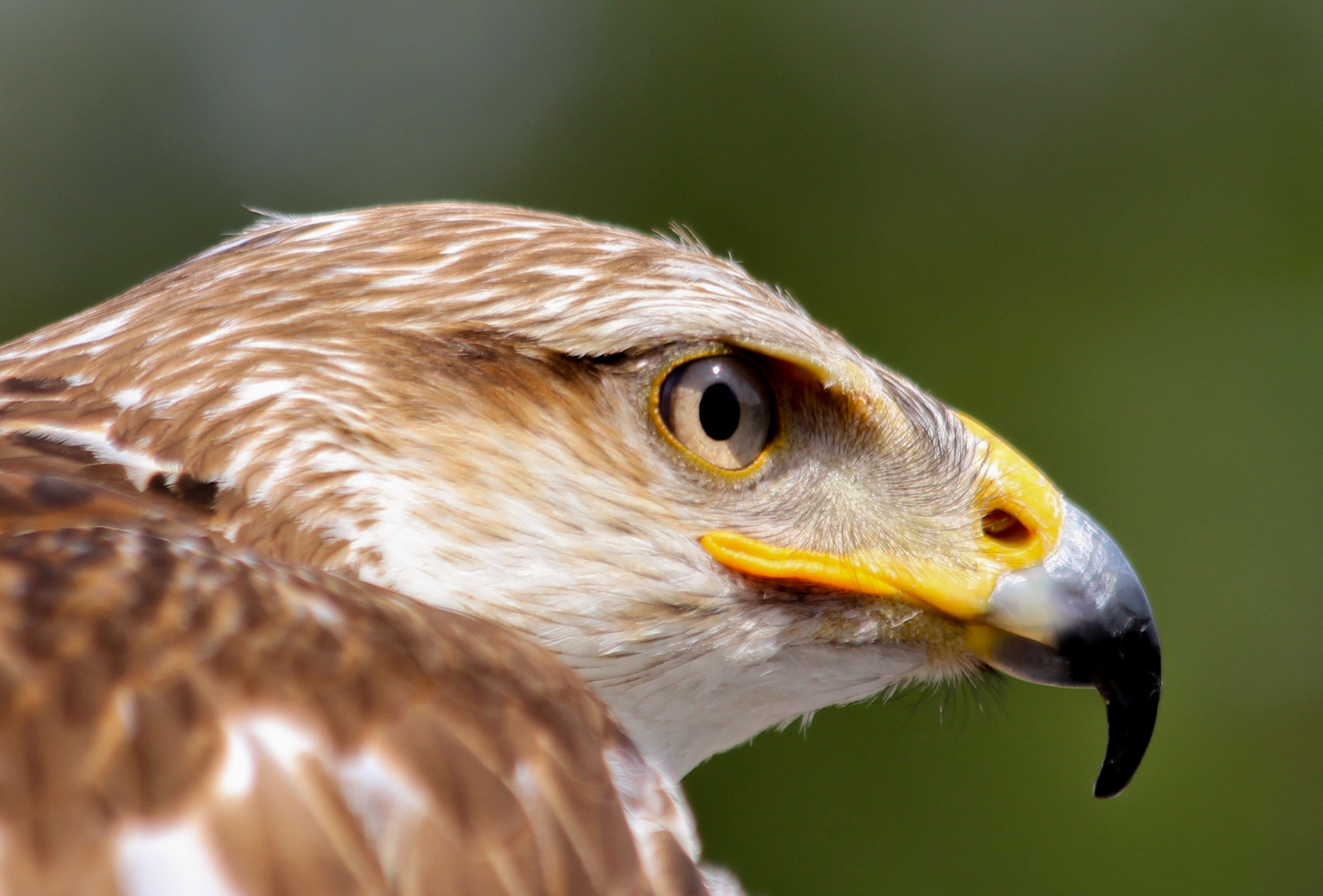 Greifvogel fokussiert seine Beute!