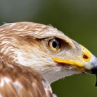 Greifvogel fokussiert seine Beute!