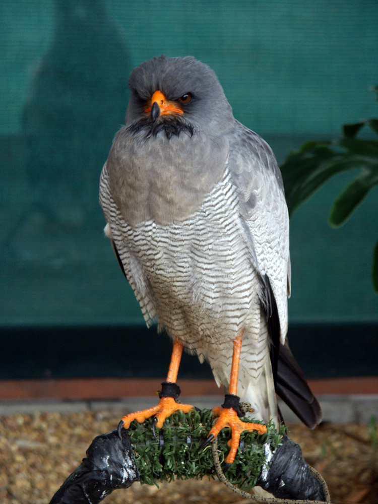 Greifvogel - Graubürzel-Singhabicht