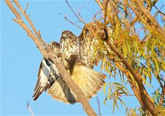 Greifvogel greift den Ast