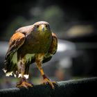 Greifvogel, Greifvogel-Park Buchs SG, Schweiz