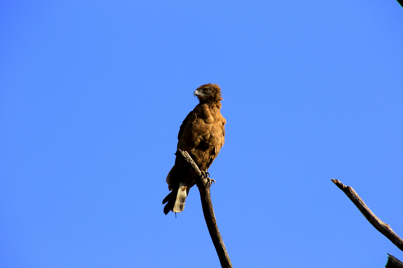 Greifvogel hält Ausschau auf Beute 