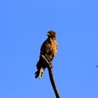 Greifvogel hält Ausschau auf Beute 