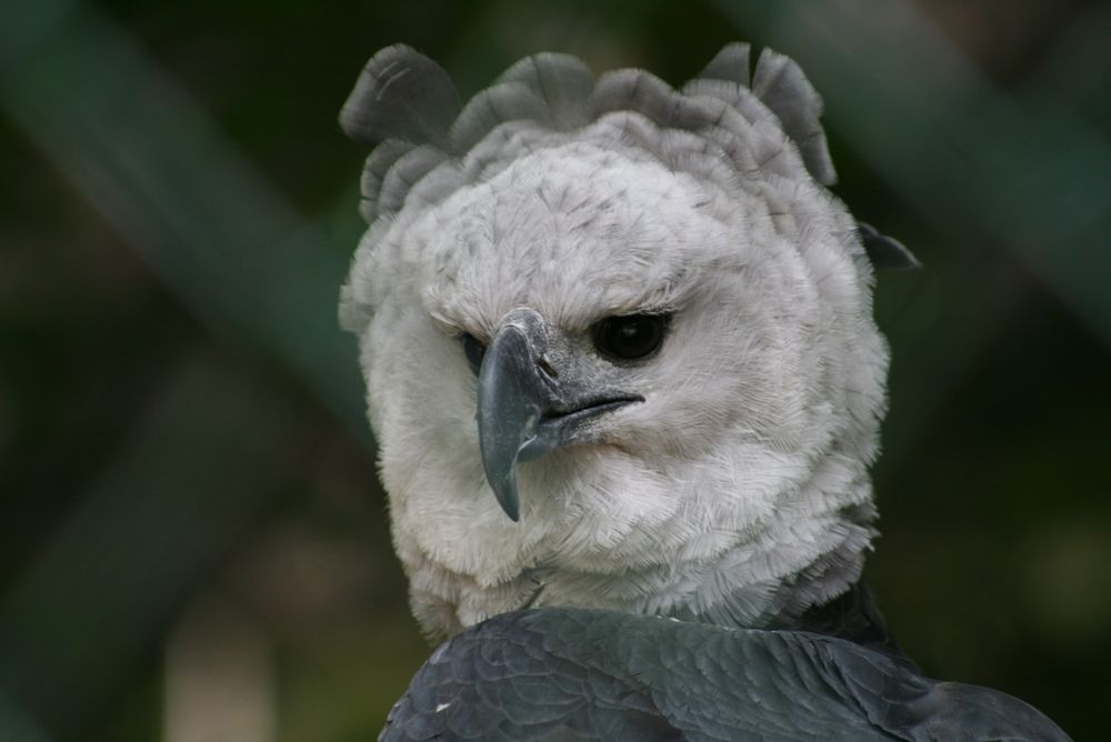 Greifvogel, Harpyie, Wuppertaler Zoo,