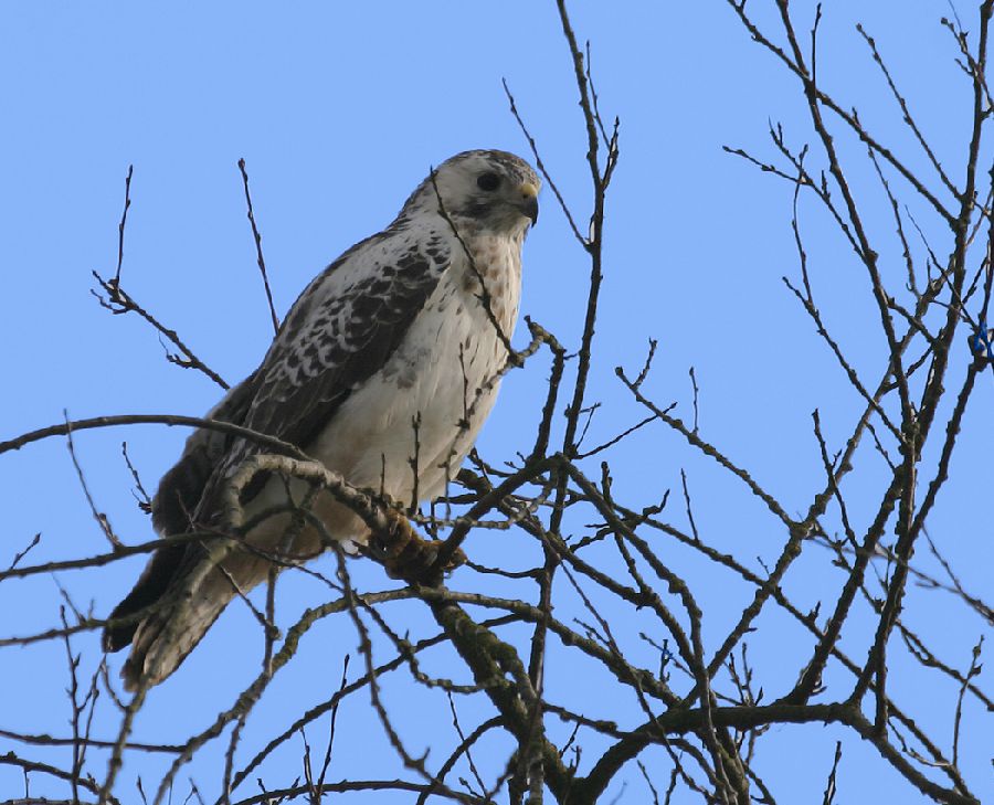 Greifvogel hoch oben im Baum