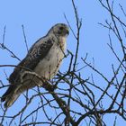 Greifvogel hoch oben im Baum