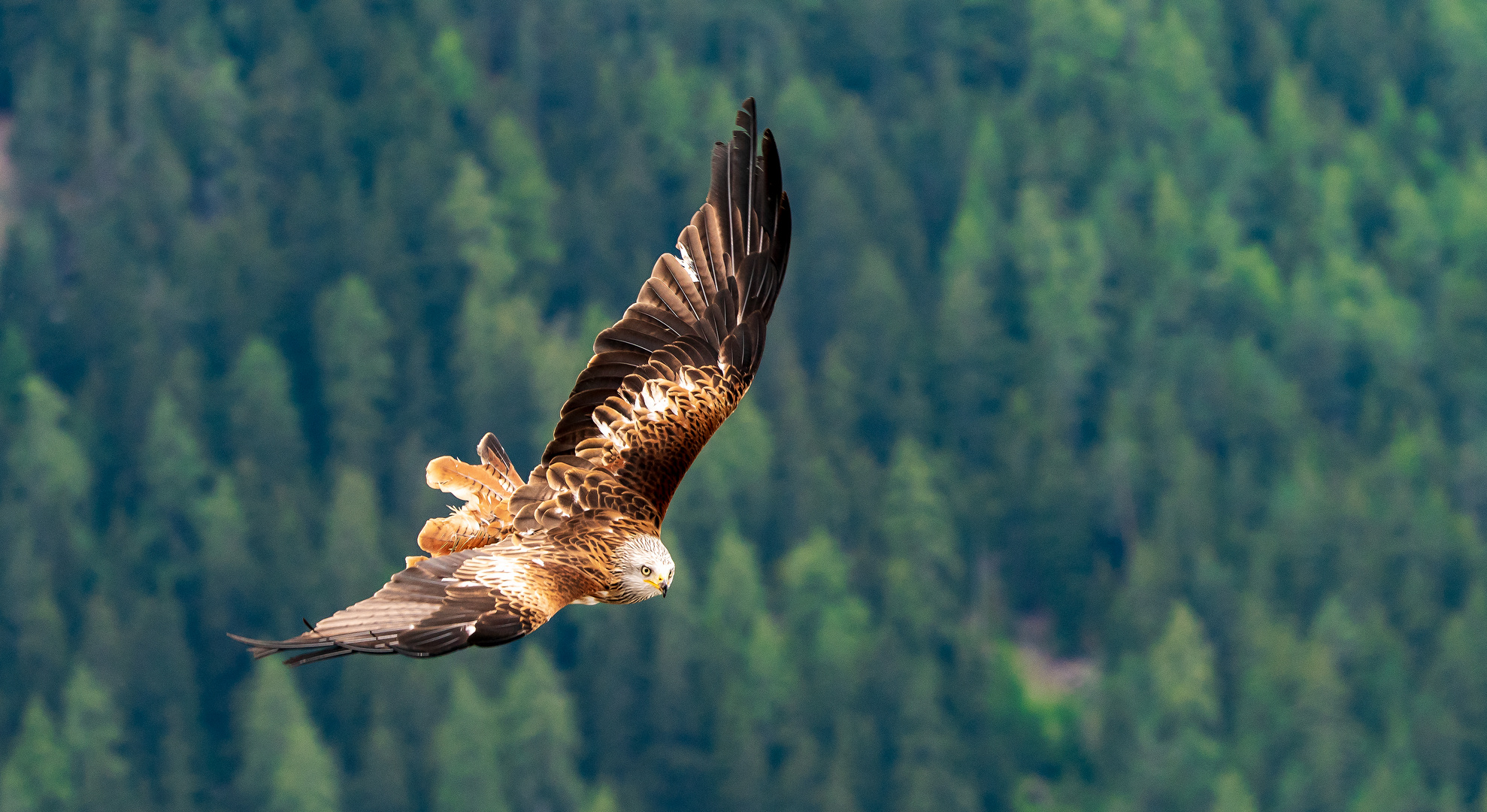 Greifvogel im Anflug