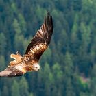 Greifvogel im Anflug