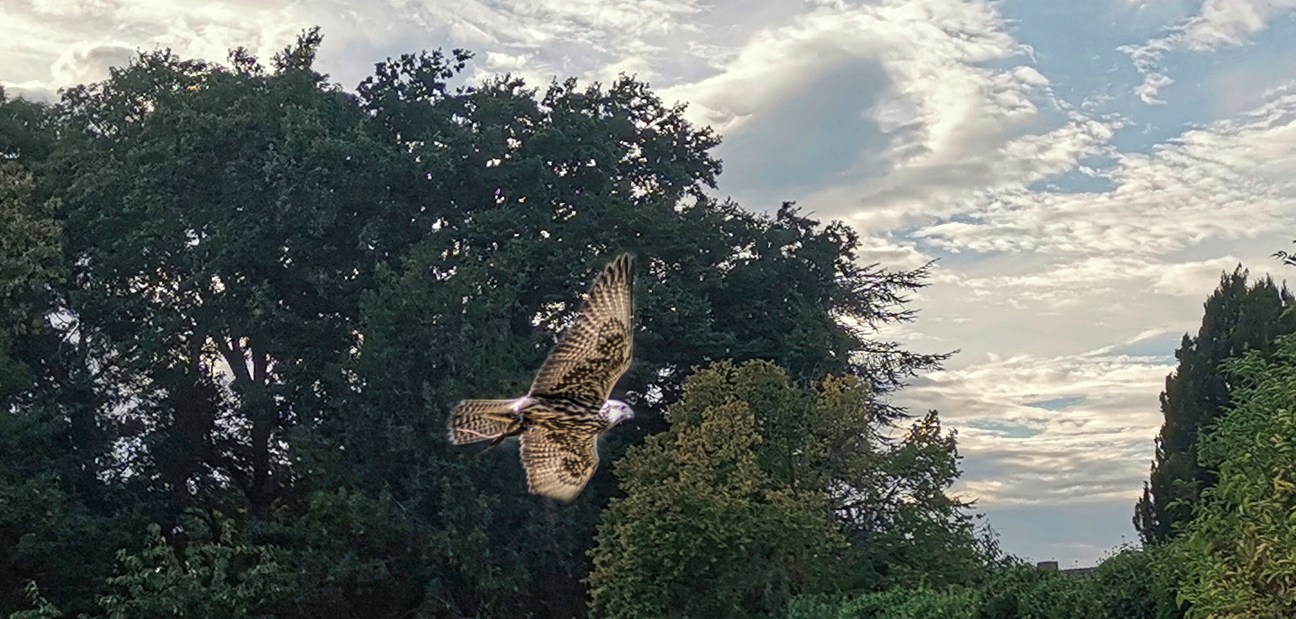 GREIFVOGEL im Anflug