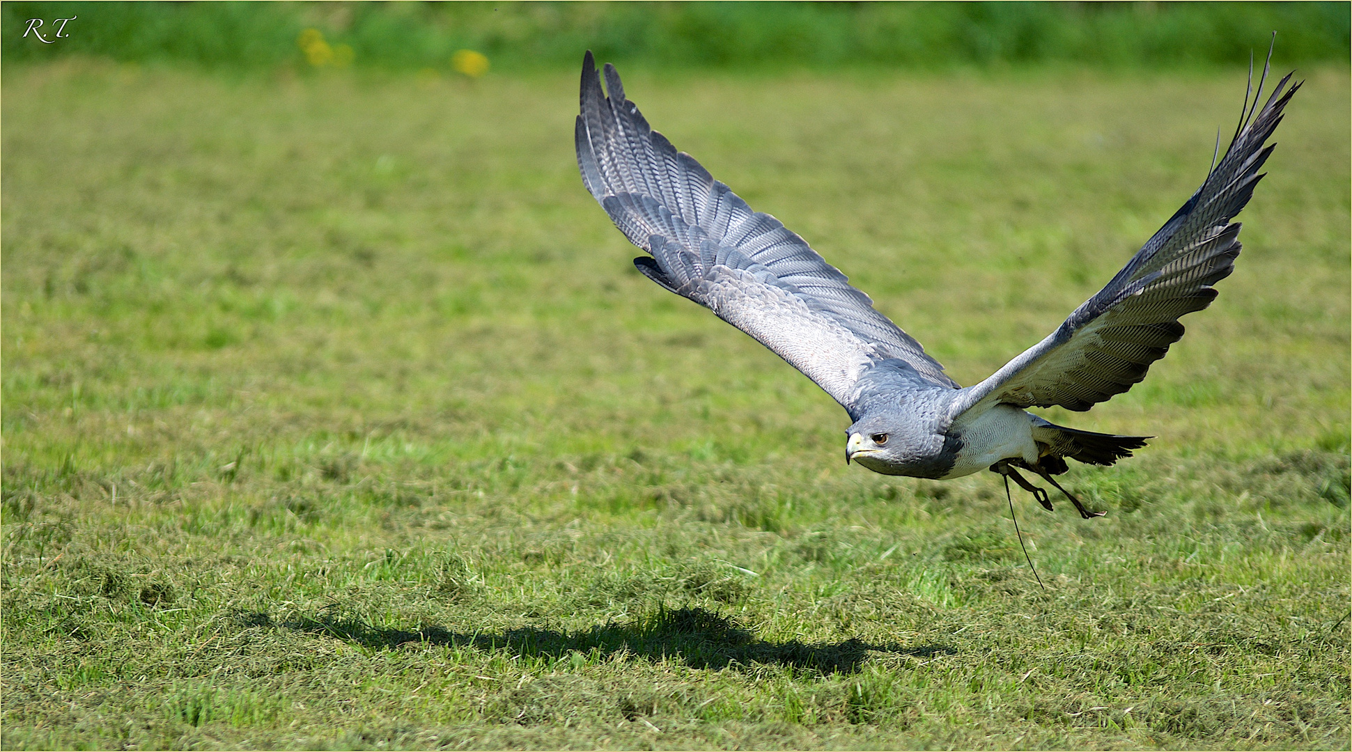 Greifvogel im Anflug