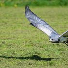 Greifvogel im Anflug