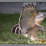 Greifvogel im Anflug