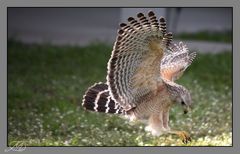 Greifvogel im Anflug