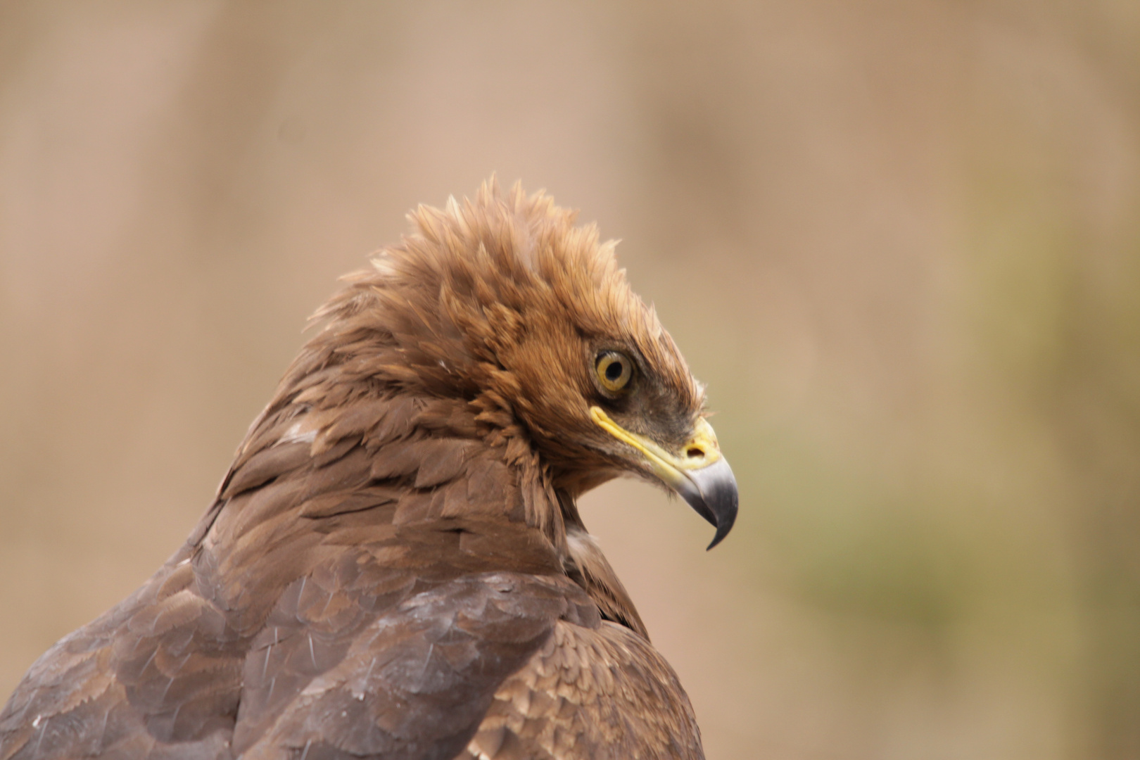 Greifvogel im Bayerischen Nationalpark