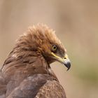 Greifvogel im Bayerischen Nationalpark