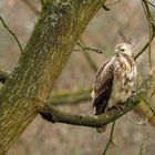 Greifvogel im Bürgerpark Braunschweig