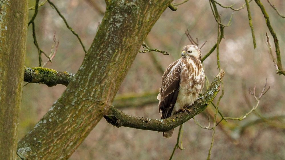 Greifvogel im Bürgerpark Braunschweig