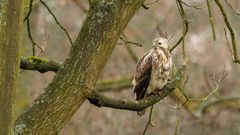 Greifvogel im Bürgerpark Braunschweig