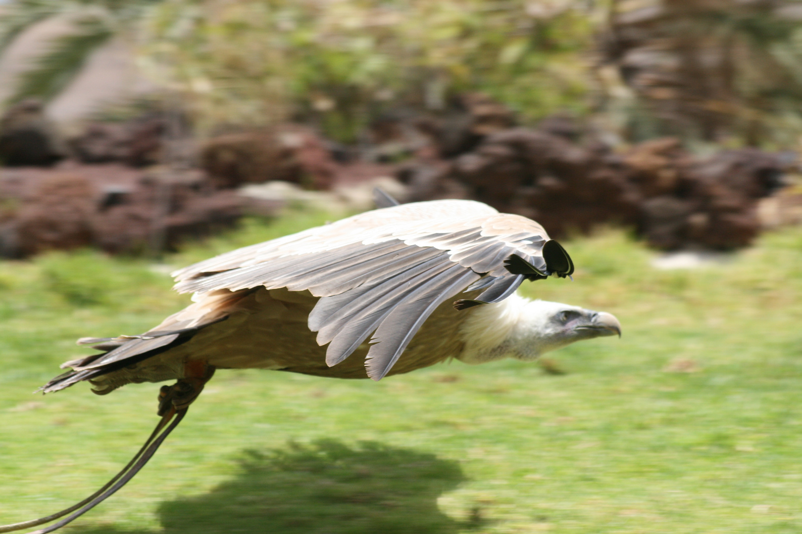 Greifvogel im Flug....