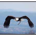 Greifvogel im Flug