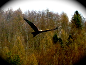 Greifvogel im Flug