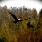 Greifvogel im Flug