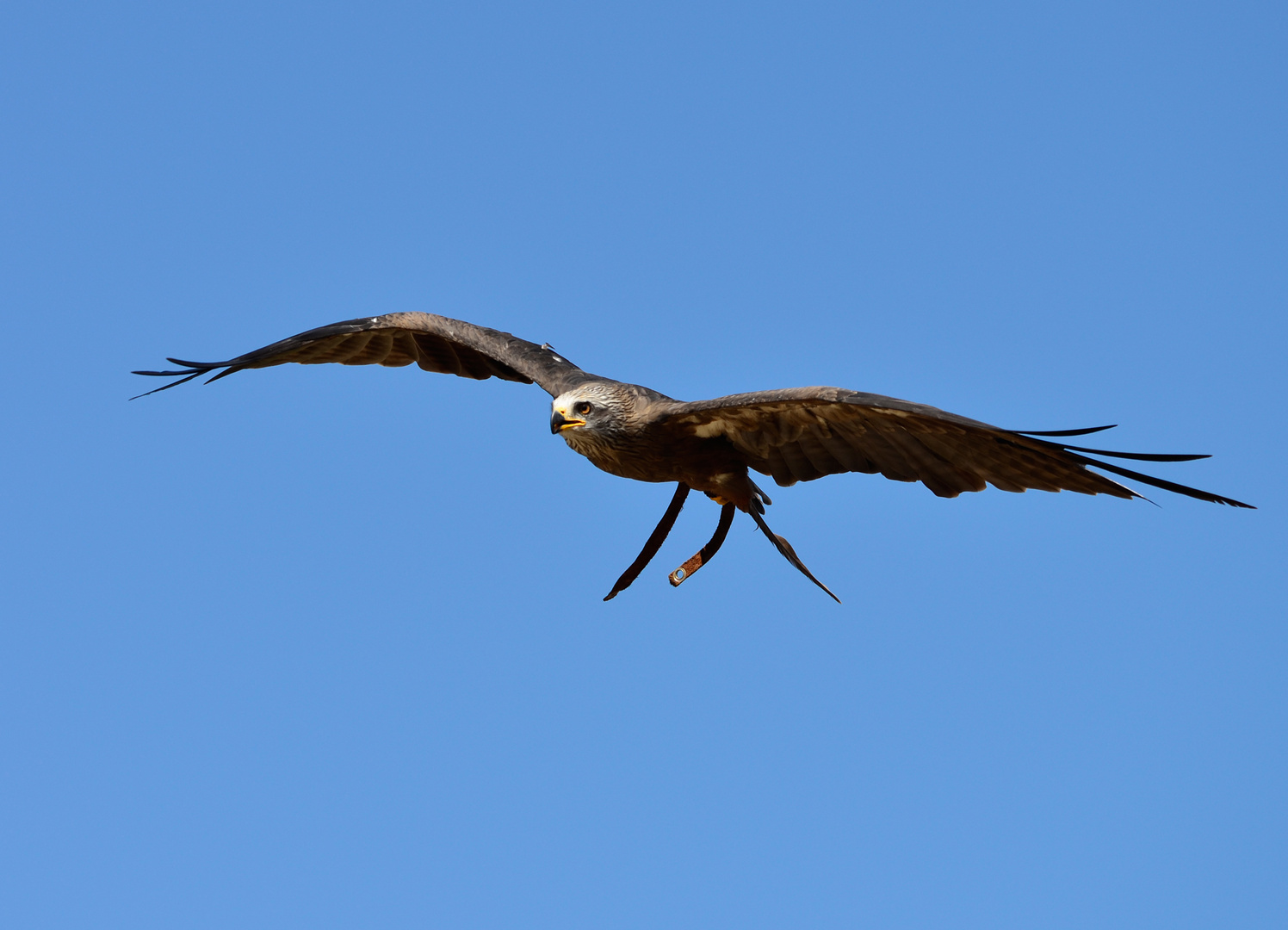 Greifvogel im Flug