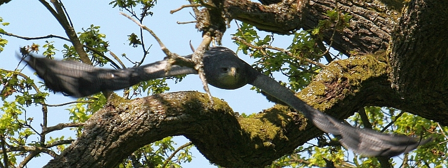 Greifvogel im Flug durch eine Eiche