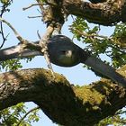 Greifvogel im Flug durch eine Eiche