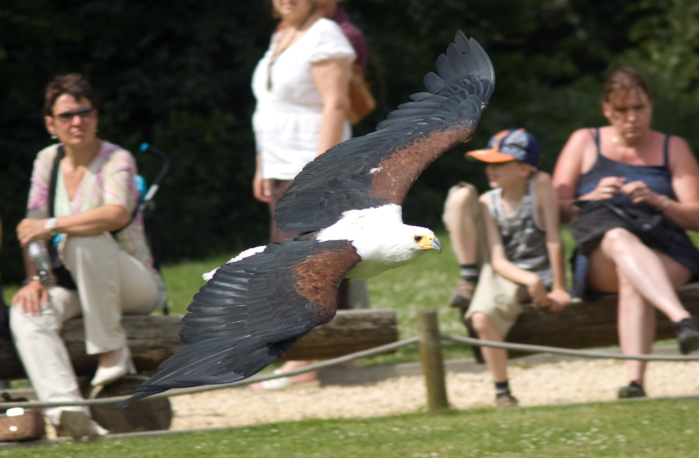 Greifvogel im Flug während Vogelschau