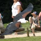 Greifvogel im Flug während Vogelschau