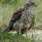 Greifvogel im Havelland