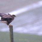 Greifvogel im Hohensteiner-Schneeregen 