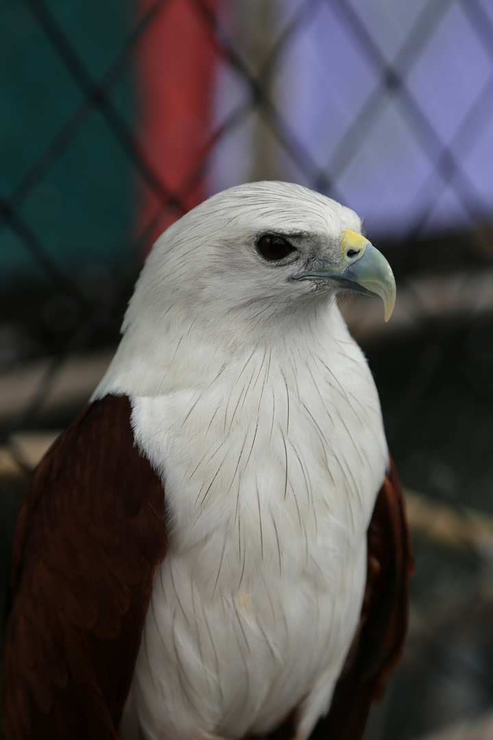 Greifvogel im Ocean Park in Manila