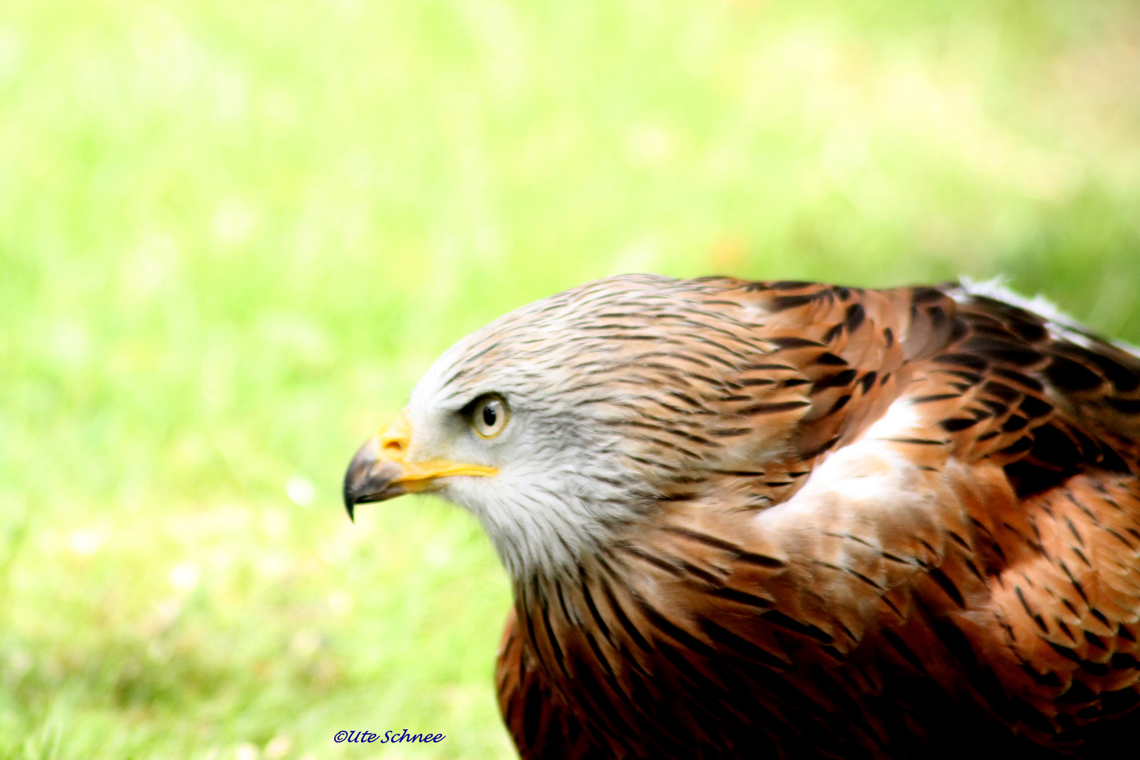 Greifvogel im Portrait