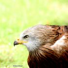 Greifvogel im Portrait